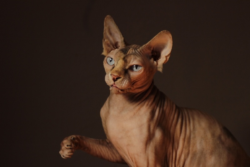 Sphynx - Glamour Les Songes D'abydos