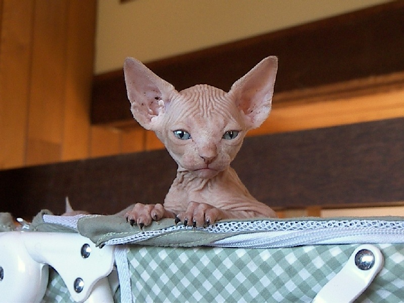 hairessphynx Gretel