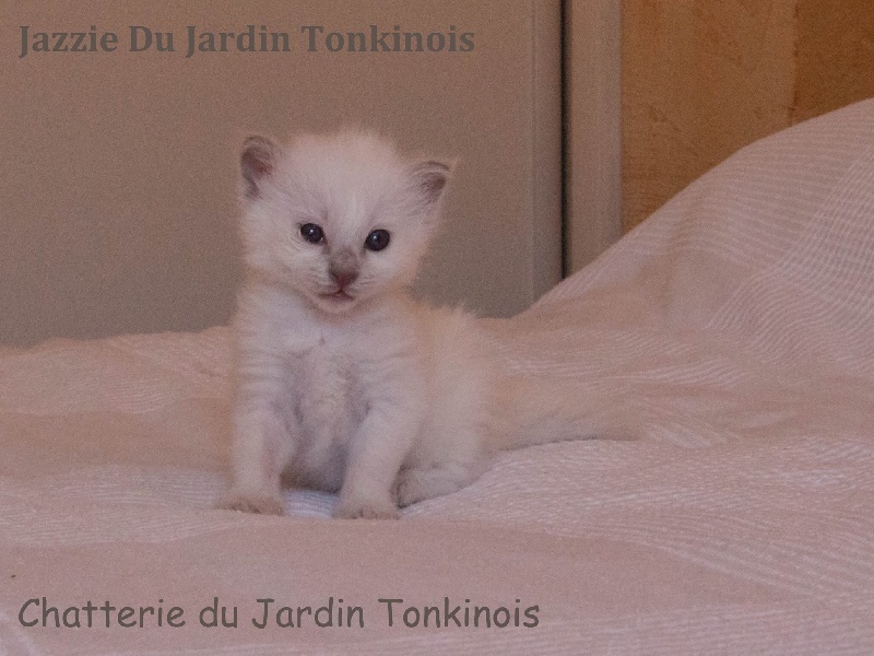 Tonkinois poil court et poil long - Jazzie Du Jardin Tonkinois