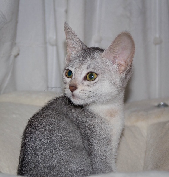 CH. Jolie angelina silver De Lord Chester