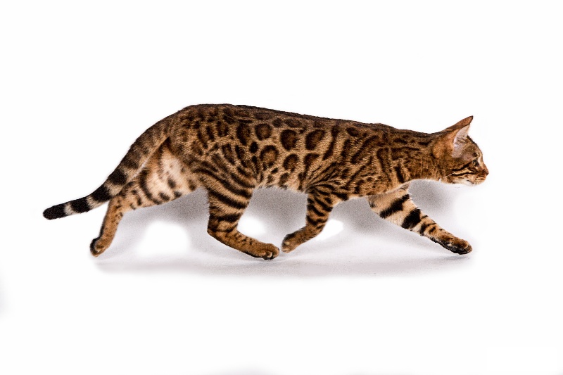 Bengal - leopard's Jilly-joy