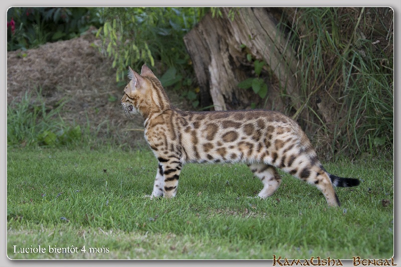 Bengal - CH. Luciole De Kâmausha Bengal