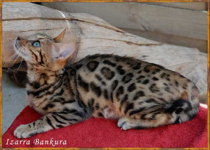 Bengal - Izarra Bankura Bengal's