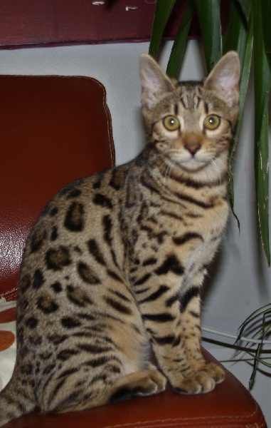 Bengal - de Divine Idyyle Nala