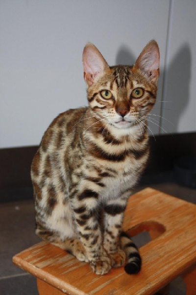 Bengal - Lady odyssee bengal