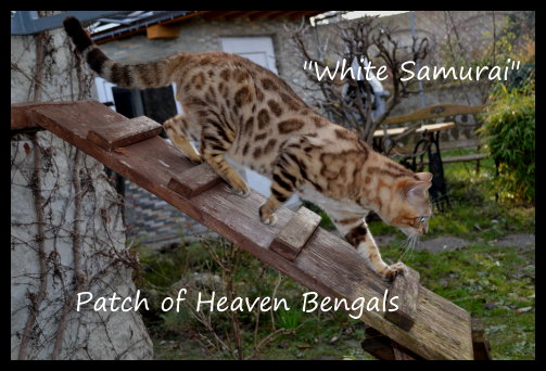 Bengal - spottypaw White samurai