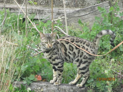 Bengal - Lisadora des Griffes De Feu