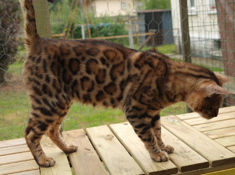 Bengal - leocat's Iako
