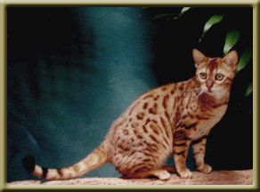 Bengal - (sbt 121997 010) garth of starbengal