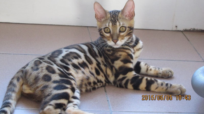 Bengal - beauty bengal Lucky