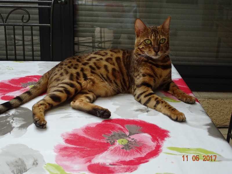 Bengal - Cat's Cradle Mia