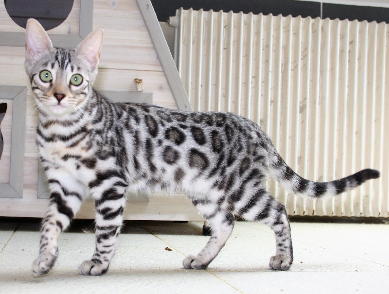 Bengal - de Divine Idyyle Noire desir