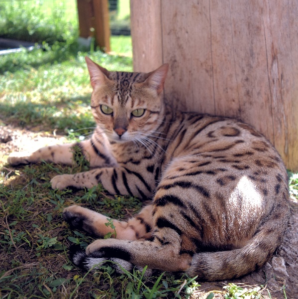 Bengal - Mousse des Griffes De Feu