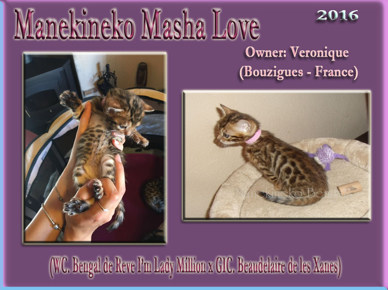 Manekineko Masha love
