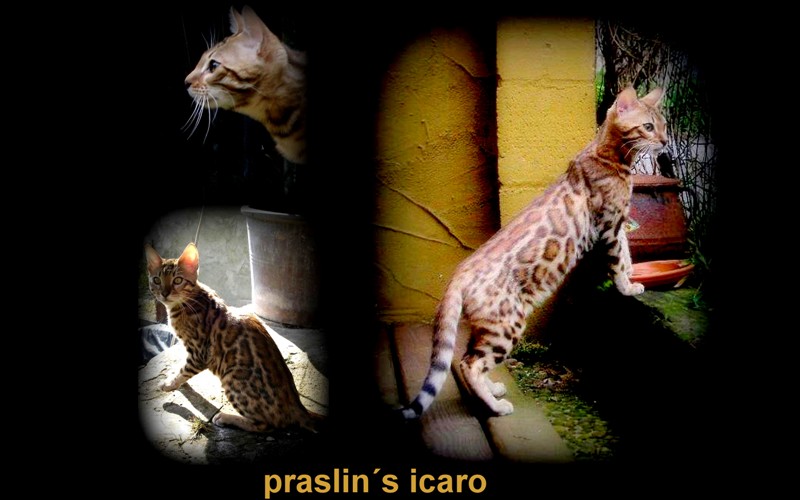 Bengal - praslin's Icaro