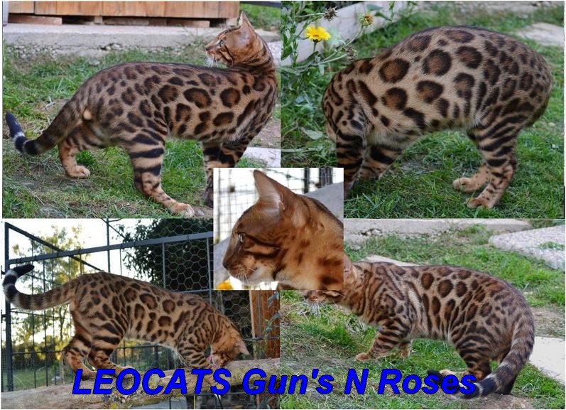 Bengal - leocat's Guns n roses