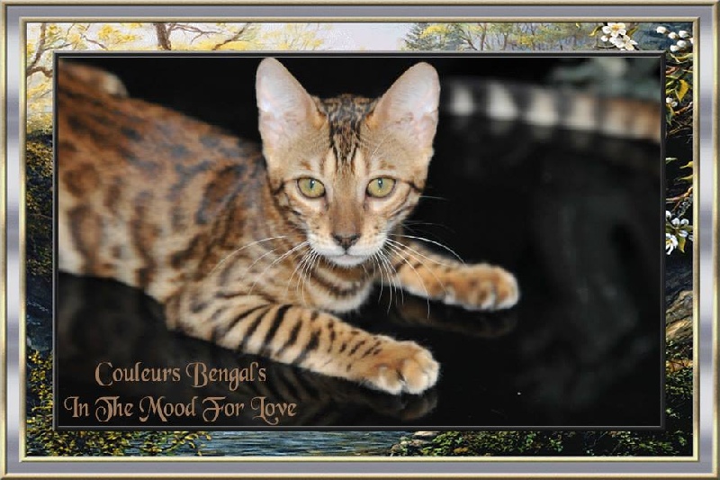 Bengal - In the mood for love Couleur Bengal's