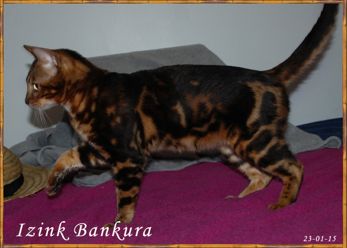 Izink Bankura Bengal's