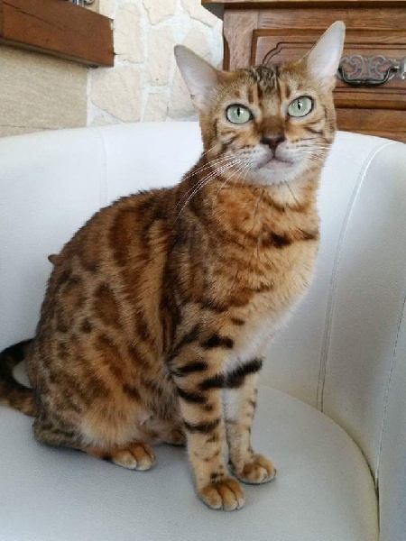 Hypnotic'Bengal Jaïling