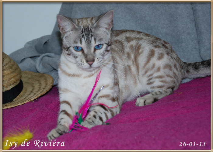 Bengal - Isy Riviera Bengal's