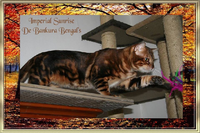 Bengal - CH. Imperial sunrise Bankura Bengal's