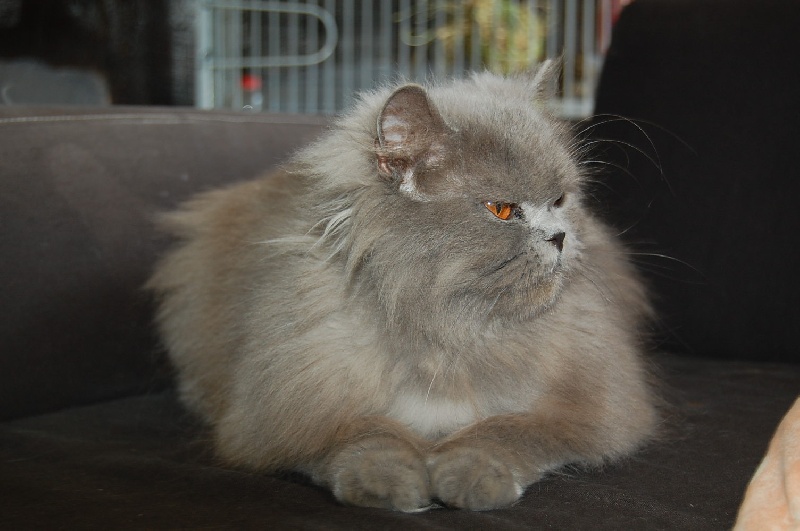 Les British Shorthair et Longhair de l'affixe Of Pretty Little Cat