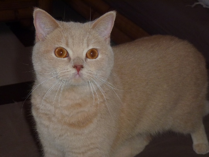 British Shorthair et Longhair - Caramel flower of kotoffski