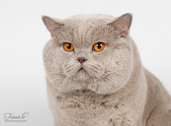 British Shorthair et Longhair - Pokerface of tommy's town-house
