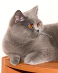 British Shorthair et Longhair - Vanilla of the pepper king