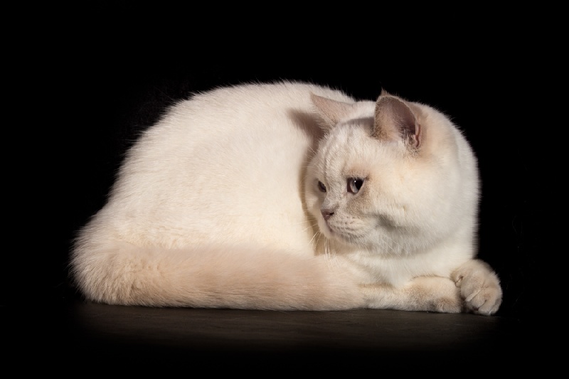 Les British Shorthair et Longhair de l'affixe D'Ombre Et De Lumière