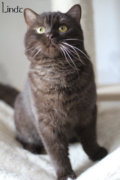 British Shorthair et Longhair - Lindt Du Monde De Gaïa