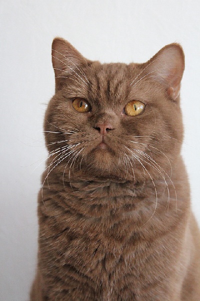 British Shorthair et Longhair - Lady lakki cats