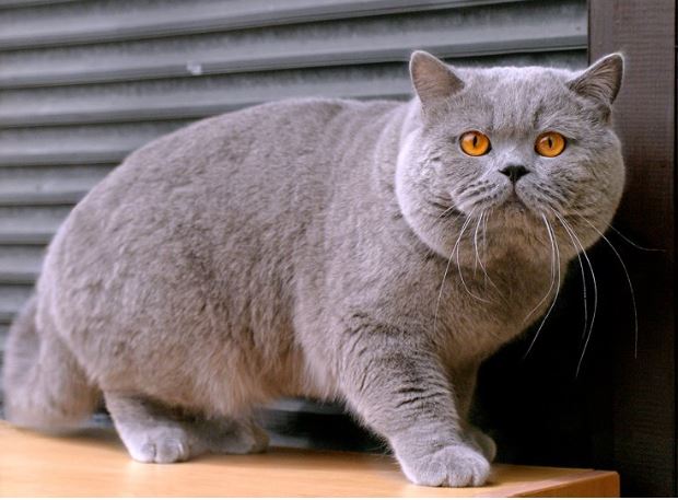 British Shorthair et Longhair - CH. Hell fire of the lion king