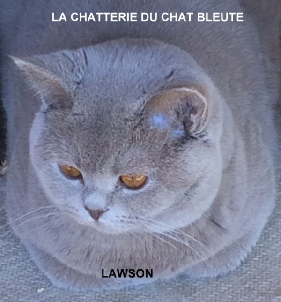 British Shorthair et Longhair - Lawson De La Dent Du Chat