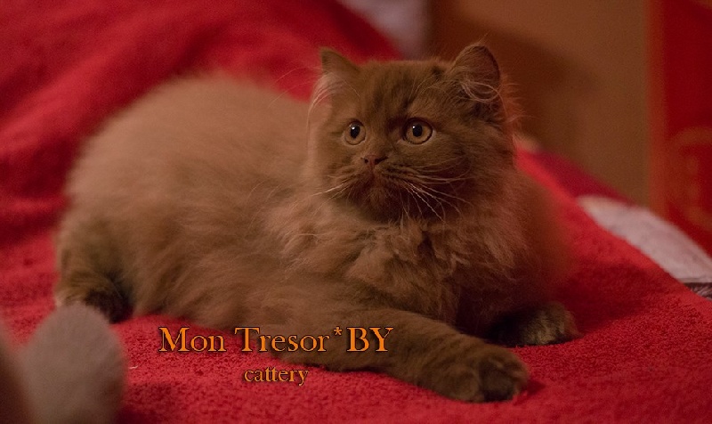 British Shorthair et Longhair - Mon déstinée est mon trésor