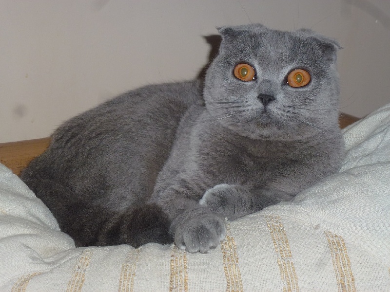 British Shorthair et Longhair - Lady blue of silver esperanza