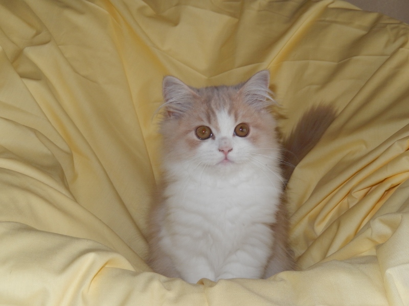 British Shorthair et Longhair - Jerry du hameau de la reine Titre Initial