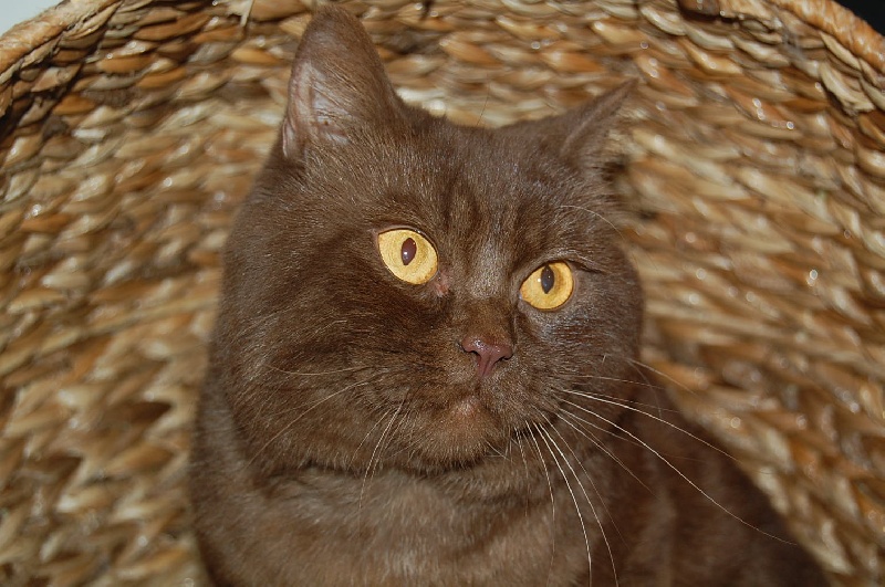 British Shorthair et Longhair - Jaguard Du Coeur Des Terres