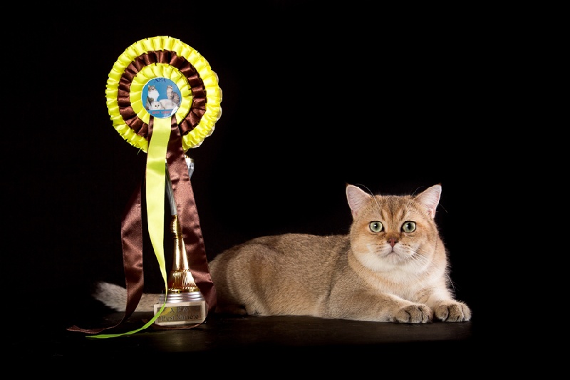 British Shorthair et Longhair - CH. Xanthus ximen gatto de rey