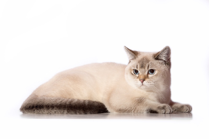 British Shorthair et Longhair - CH. Golden lord vom taunus