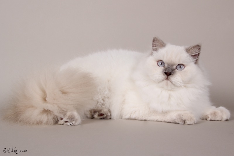 British Shorthair et Longhair - Jina Du Monde De Gaïa