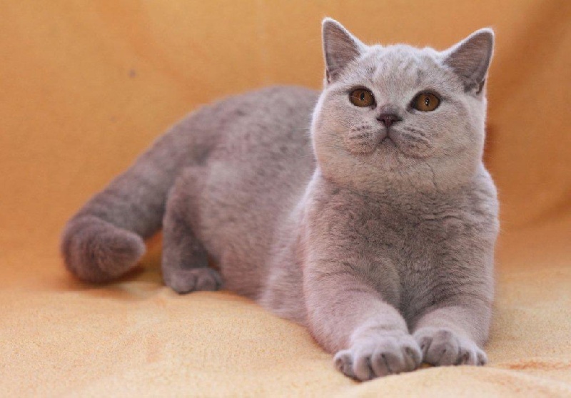 British Shorthair et Longhair - MoonFlower Juicy couture