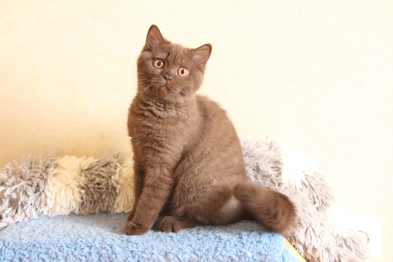 British Shorthair et Longhair - your majesty June choko smile