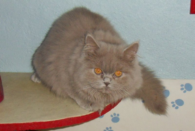 British Shorthair et Longhair - Jason d' aucapela