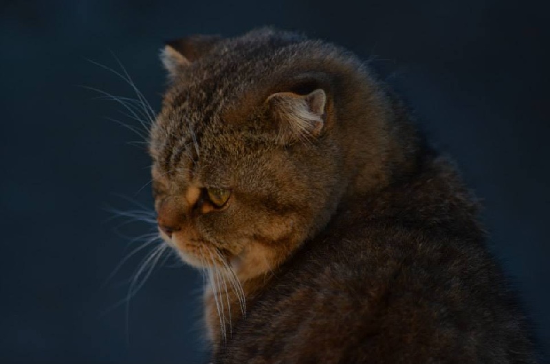 British Shorthair et Longhair - Iron cat Du Chapharnaum