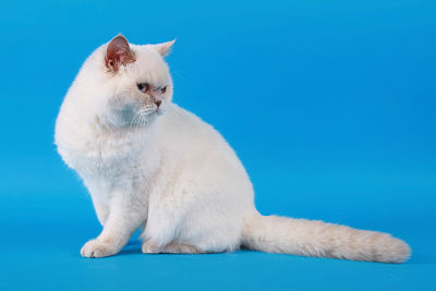 British Shorthair et Longhair - CH. Idylle de poussy cat