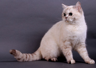 British Shorthair et Longhair - CH. Joséphyne du Bonheur de Vivre