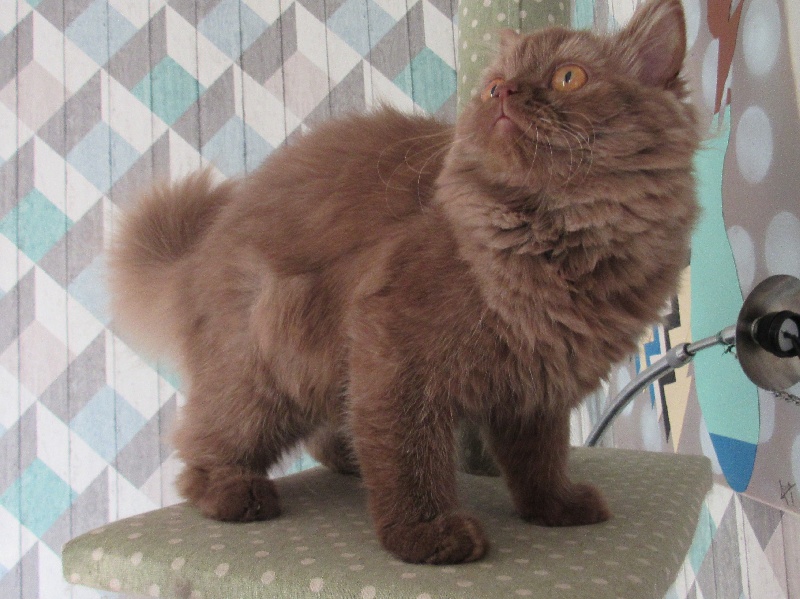 Les British Shorthair et Longhair de l'affixe Of Cats Mystery