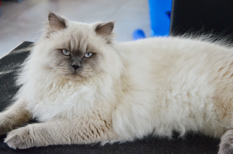 British Shorthair et Longhair - Lion De Léomile