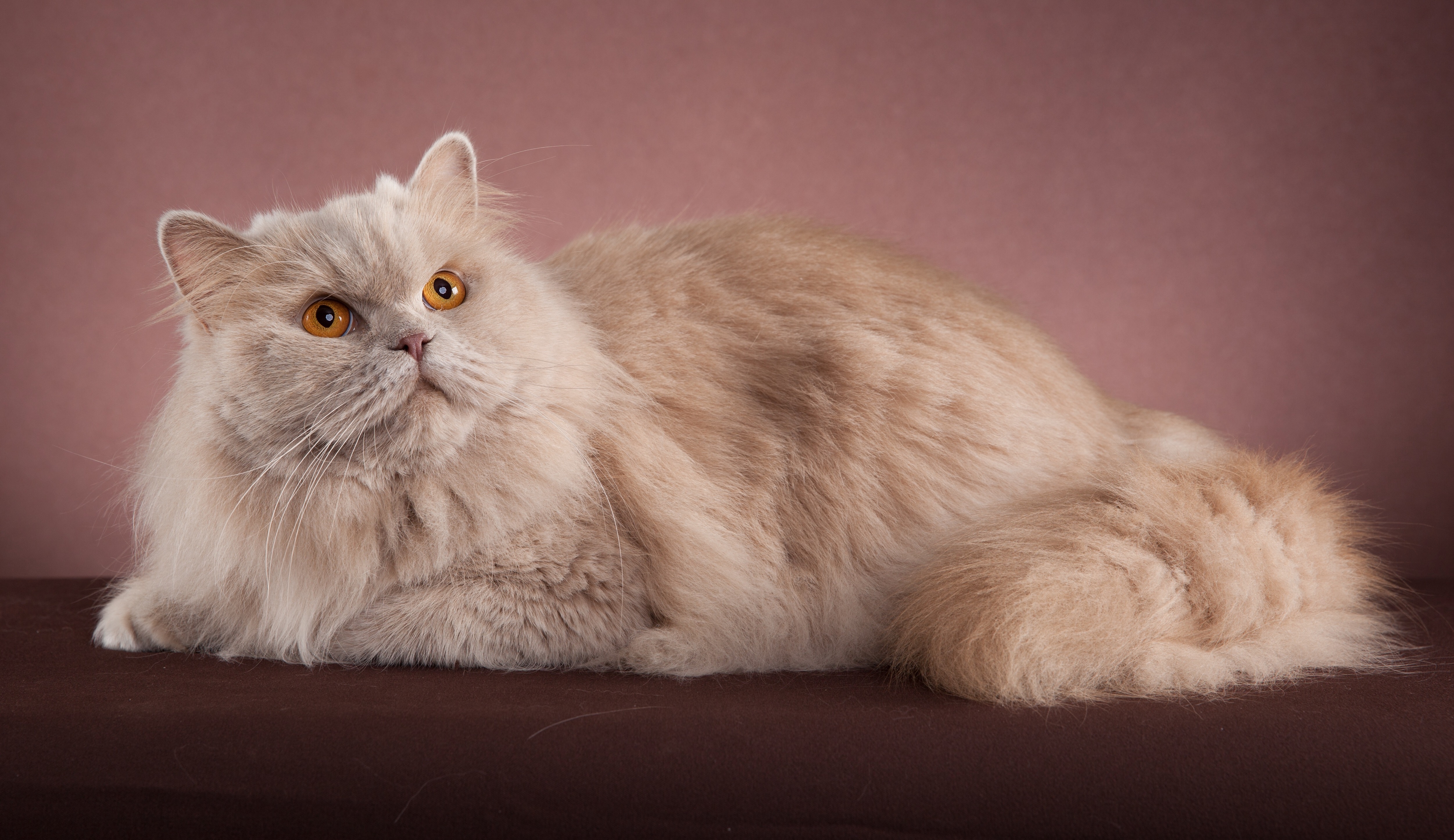 British Shorthair et Longhair - CH. Jolie De Léomile